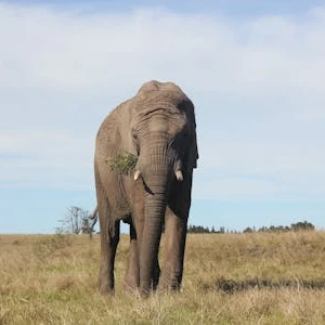 Amboseli