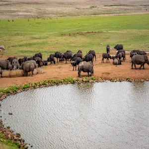 Masai Mara